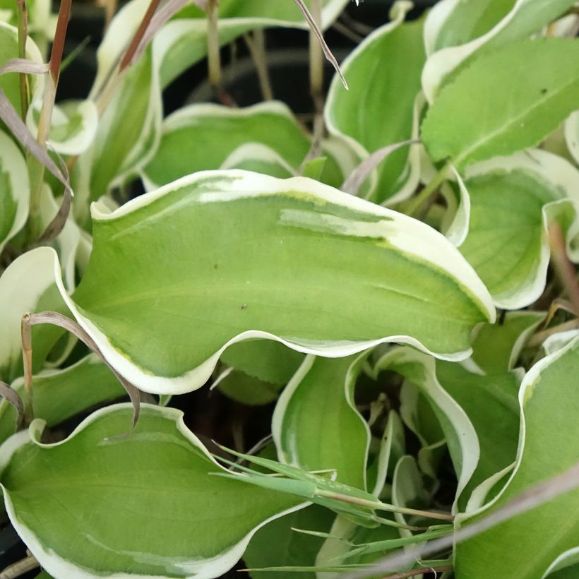 Hosta Let's Twist Again (Follaje)