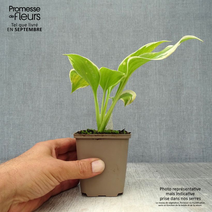 Ejemplar de Hosta Liberty Maceta de 8/9 cm entregado en otoño