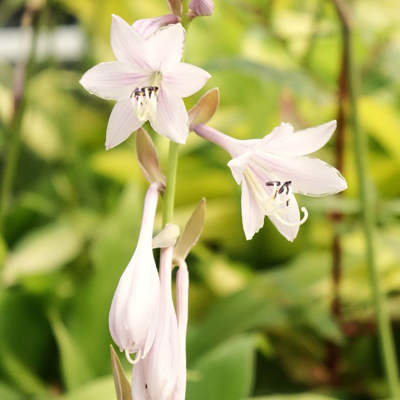 Hosta Liberty (Floración)