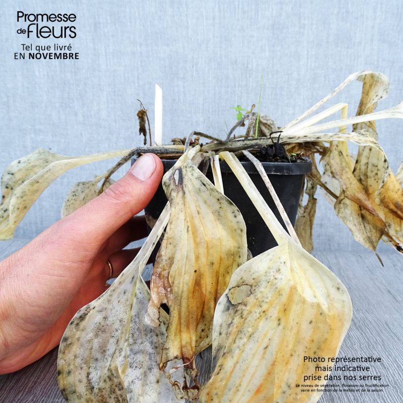 Ejemplar de Hosta Liberty Maceta 1,5L/2L entregado en otoño