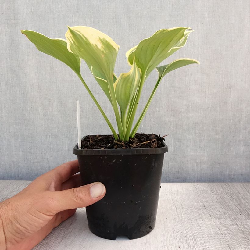 Ejemplar de Hosta Liberty Pot de 1,5L/2L entregado en verano