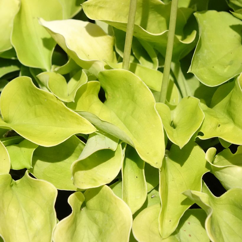 Hosta Limey Lisa (Follaje)