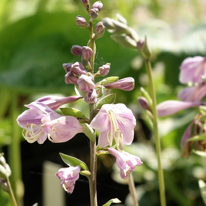 Hosta Limey Lisa (Floración)