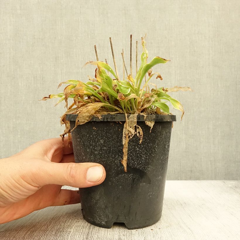 Ejemplar de Hosta Little Devil Maceta 1,5L/2L entregado en otoño