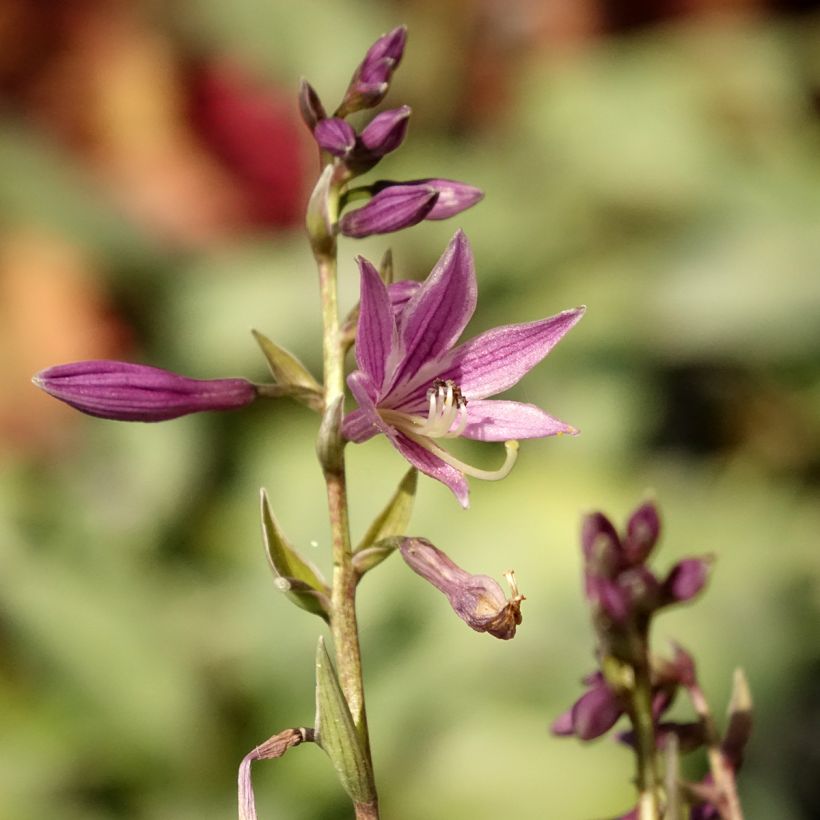 Hosta Little Devil (Floración)