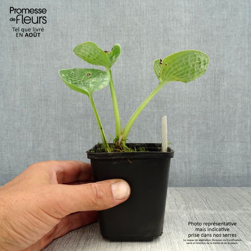 Ejemplar de Hosta Love Pat Godet de 8/9 cm entregado en verano
