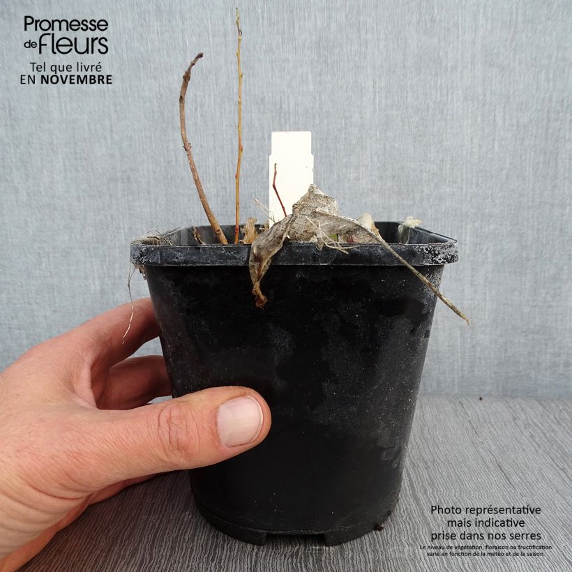 Ejemplar de Hosta Marilyn Monroe Maceta 1,5L/2L entregado en otoño