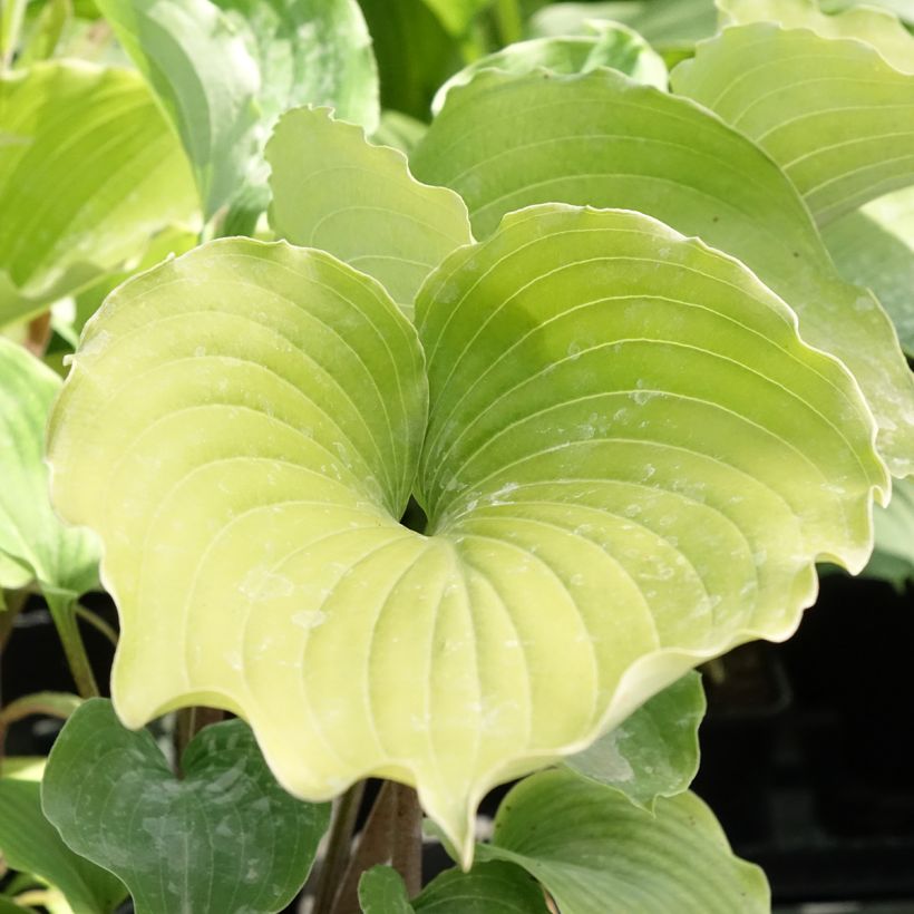 Hosta Marilyn Monroe (Follaje)