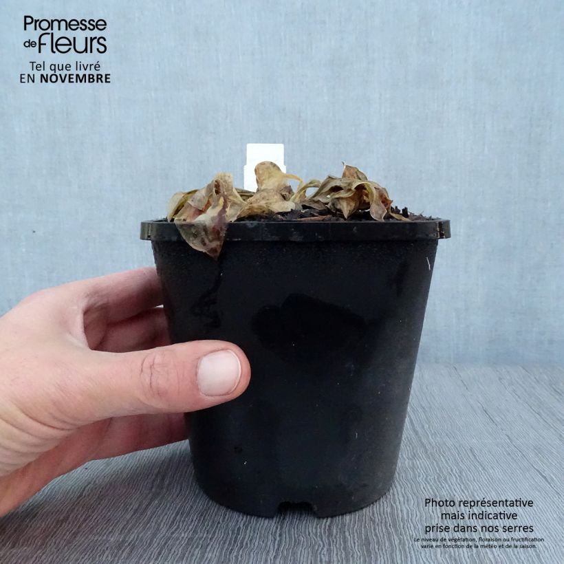 Ejemplar de Hosta Mighty Mouse Maceta 1,5L/2L entregado en otoño
