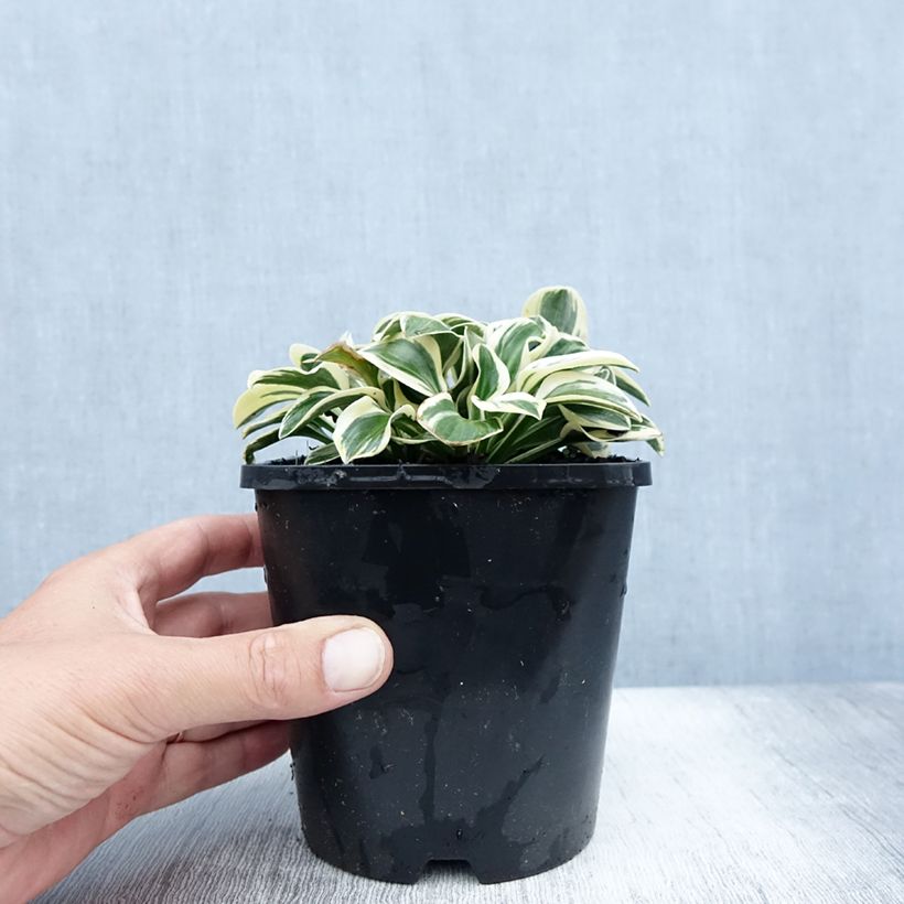 Ejemplar de Hosta Mighty Mouse Pot de 1,5L/2L entregado en verano