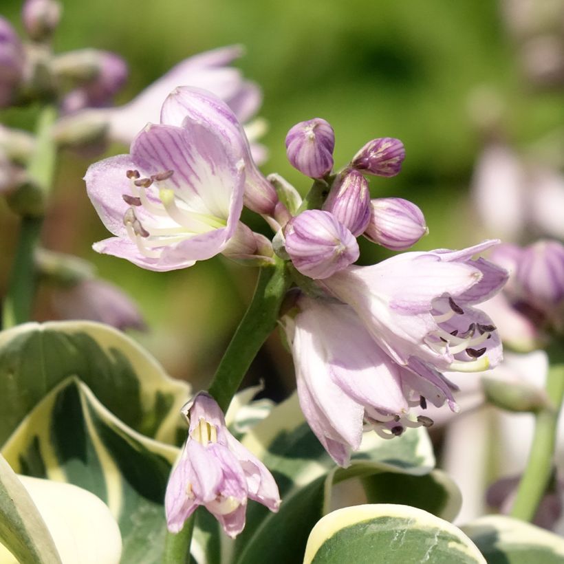 Hosta Mighty Mouse (Floración)
