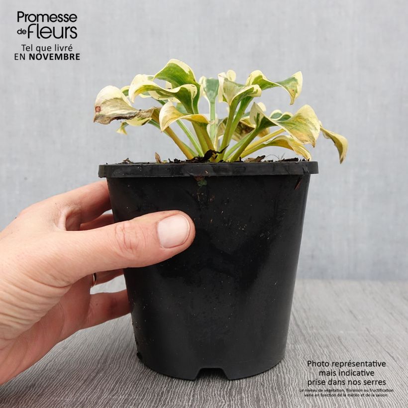 Ejemplar de Hosta Mini Skirt Maceta 1,5L/2L entregado en otoño