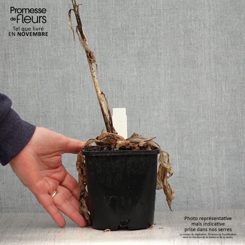 Ejemplar de Hosta Minuteman Maceta 1,5L/2L entregado en otoño