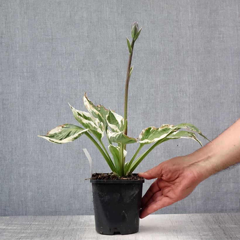 Ejemplar de Hosta Minuteman en pot de 1,5L/2L entregado en verano