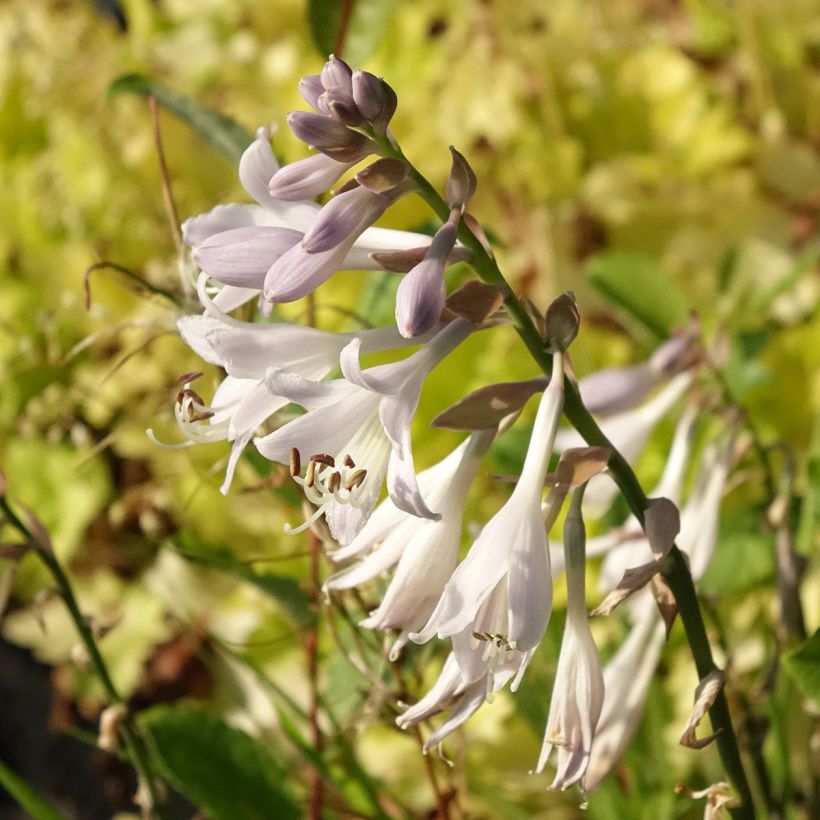 Hosta montana Yellow River (Floración)