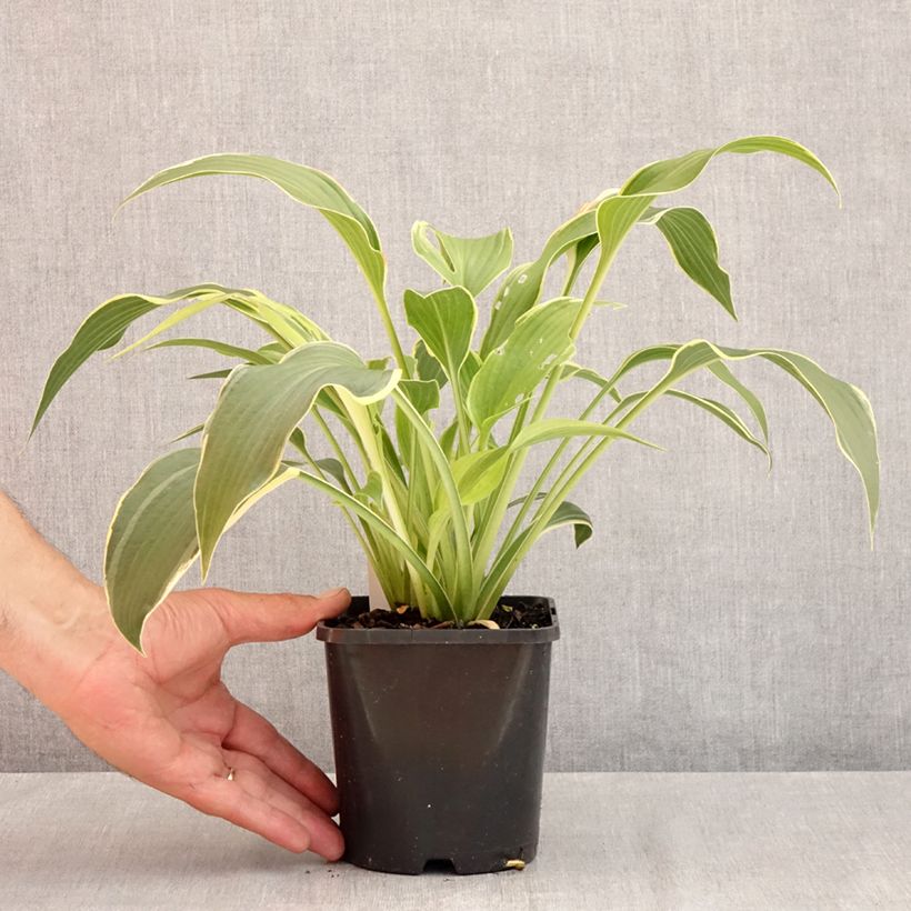 Ejemplar de Hosta montana Yellow River Maceta 1,5L/2L entregado en verano