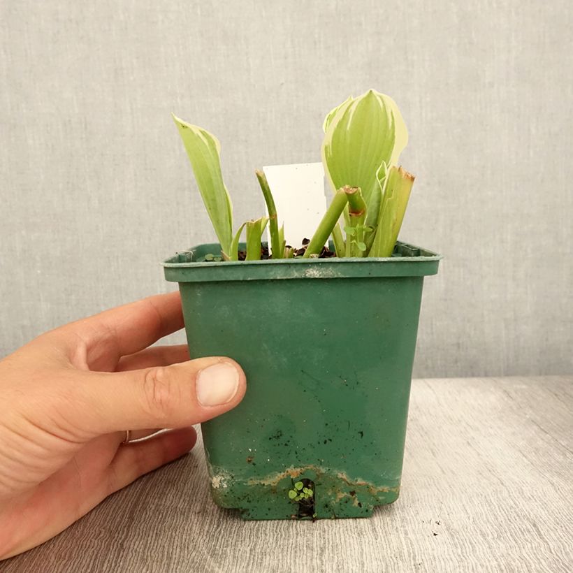 Ejemplar de Hosta Moonlight Maceta 1L/1,5L entregado en verano