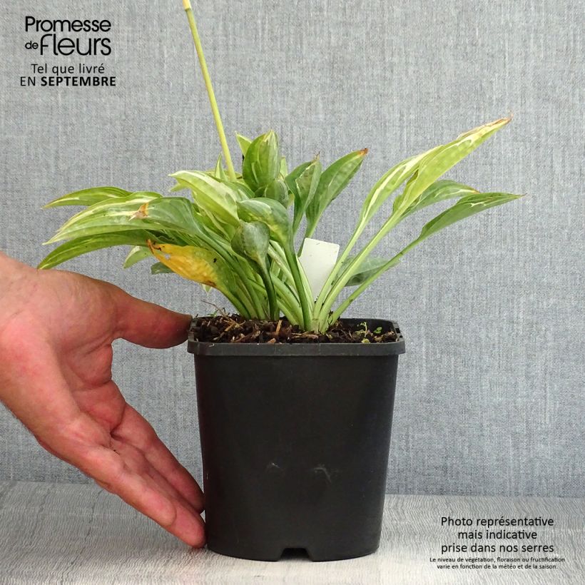 Ejemplar de Hosta Moulin Rouge Pot de 1,5L/2L entregado en verano