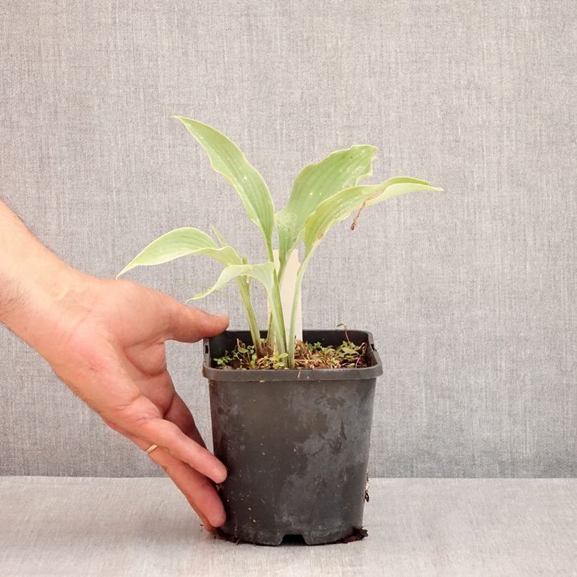 Ejemplar de Hosta Neptune Maceta 1,5L/2L entregado en verano