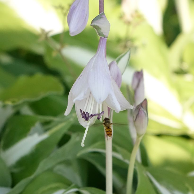 Hosta Night Before Christmas (Floración)
