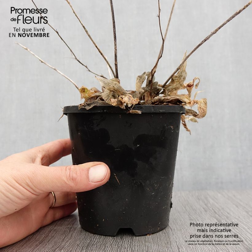 Ejemplar de Hosta Obi-One Kenobi Maceta 1,5L/2L entregado en otoño
