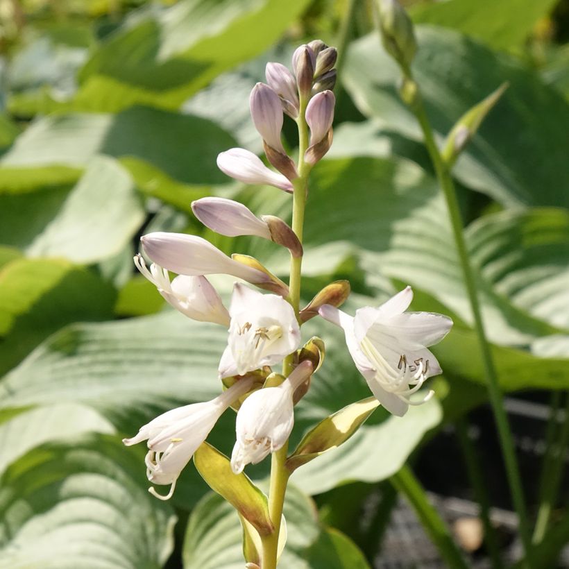 Hosta Orange Marmelade (Floración)