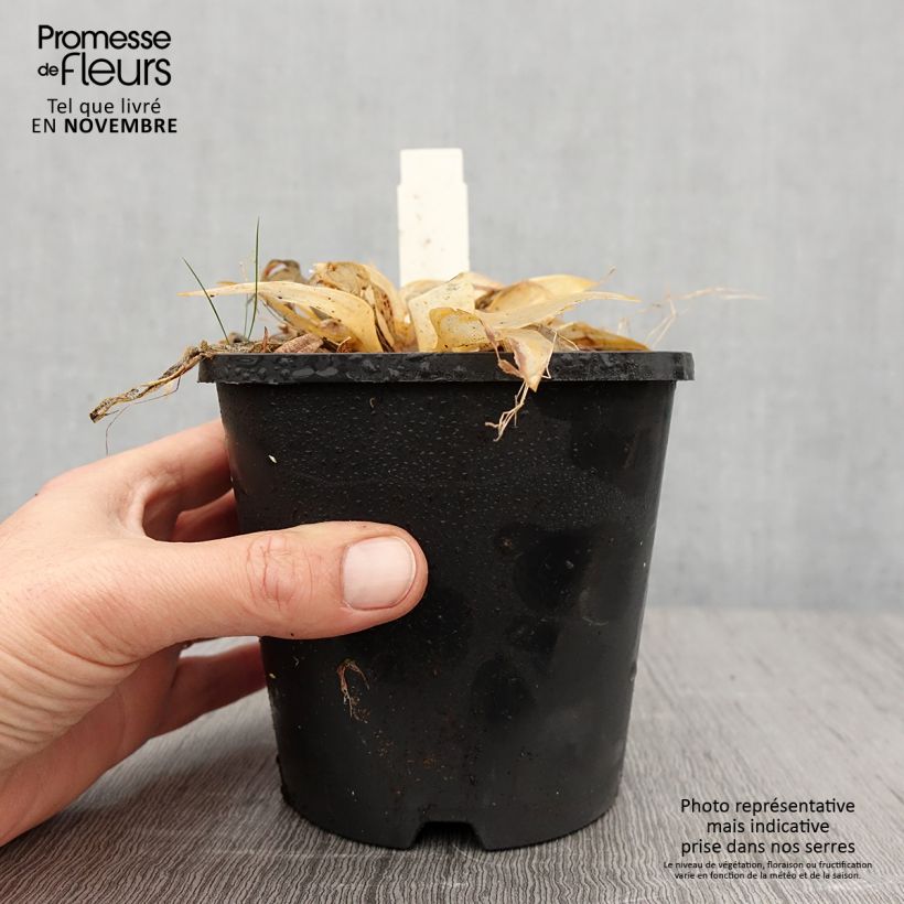 Ejemplar de Hosta Orange Star Maceta 1,5L/2L entregado en otoño