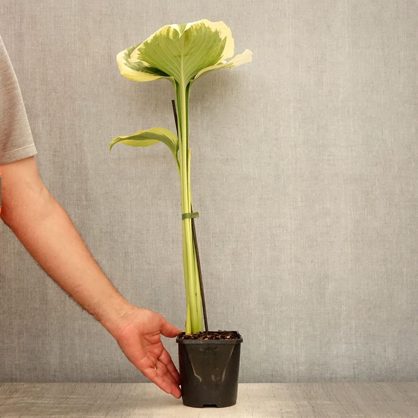 Ejemplar de Hosta Orion's Belt Maceta 1,5L/2L entregado en verano