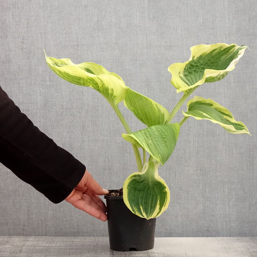 Hosta Orion's Belt Pot de 1,5L/2L Ejemplar entregado en la primavera