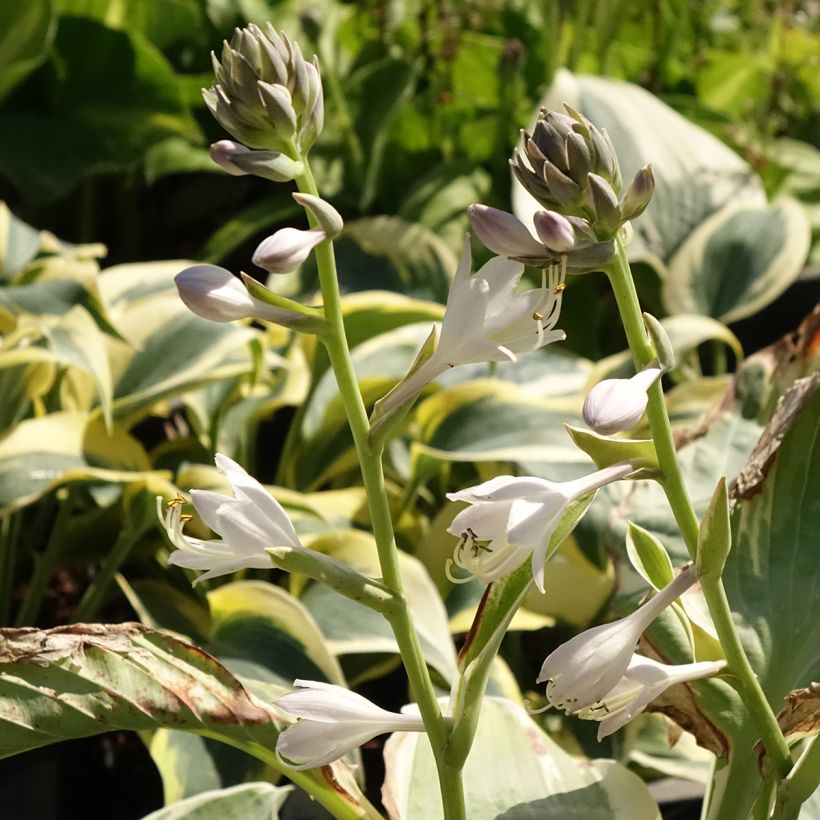 Hosta Orion's Belt (Floración)