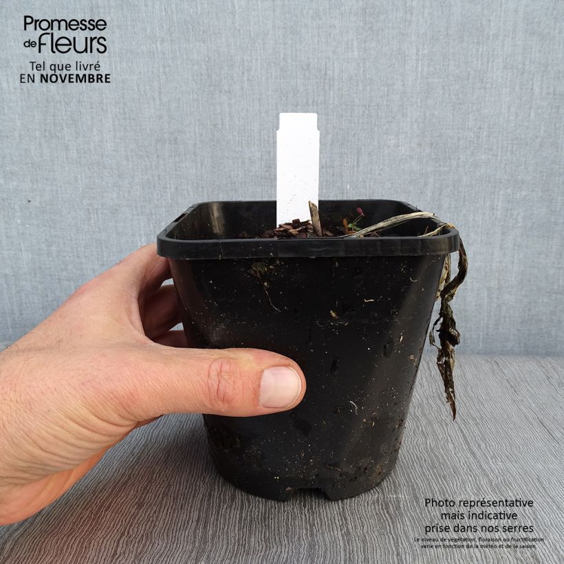 Ejemplar de Hosta Fireworks Maceta 1,5L/2L entregado en otoño
