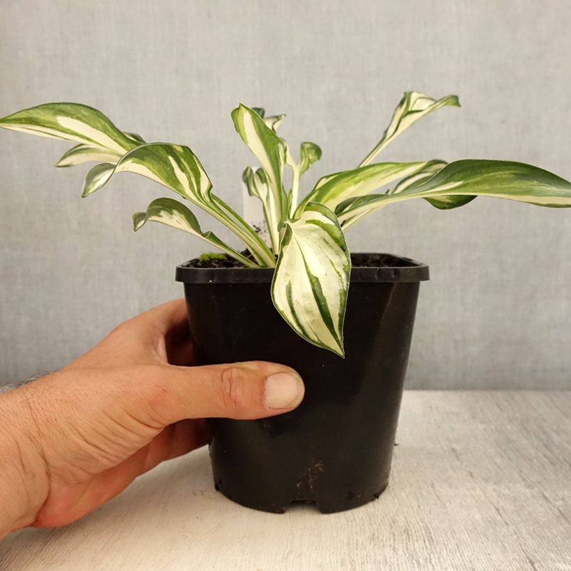 Ejemplar de Hosta Fireworks Maceta 1,5L/2L entregado en verano