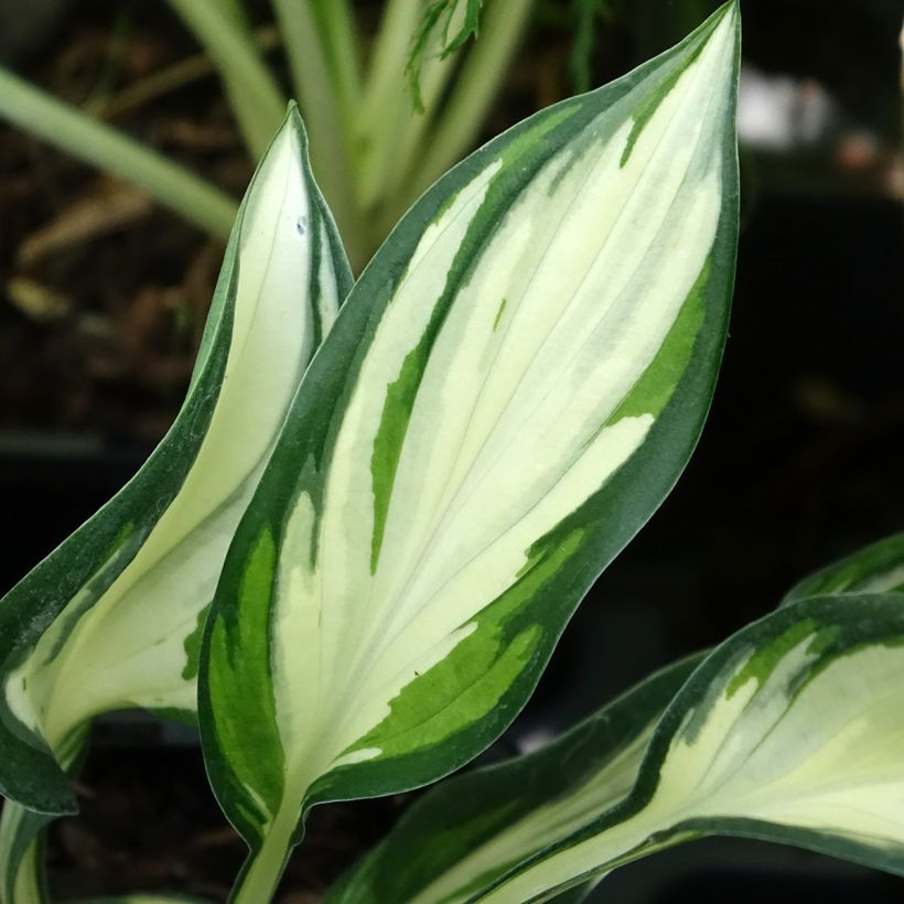 Hosta Fireworks (Follaje)