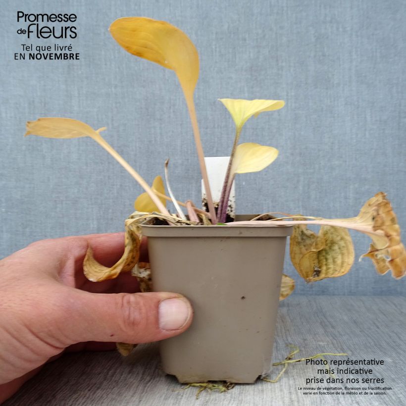 Ejemplar de Hosta Paradise Island Maceta de 8/9 cm entregado en otoño