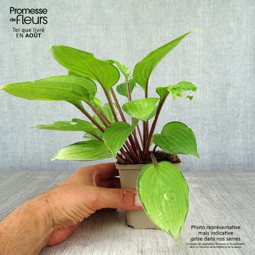 Ejemplar de Hosta Paradise Island Godet de 8/9 cm entregado en verano
