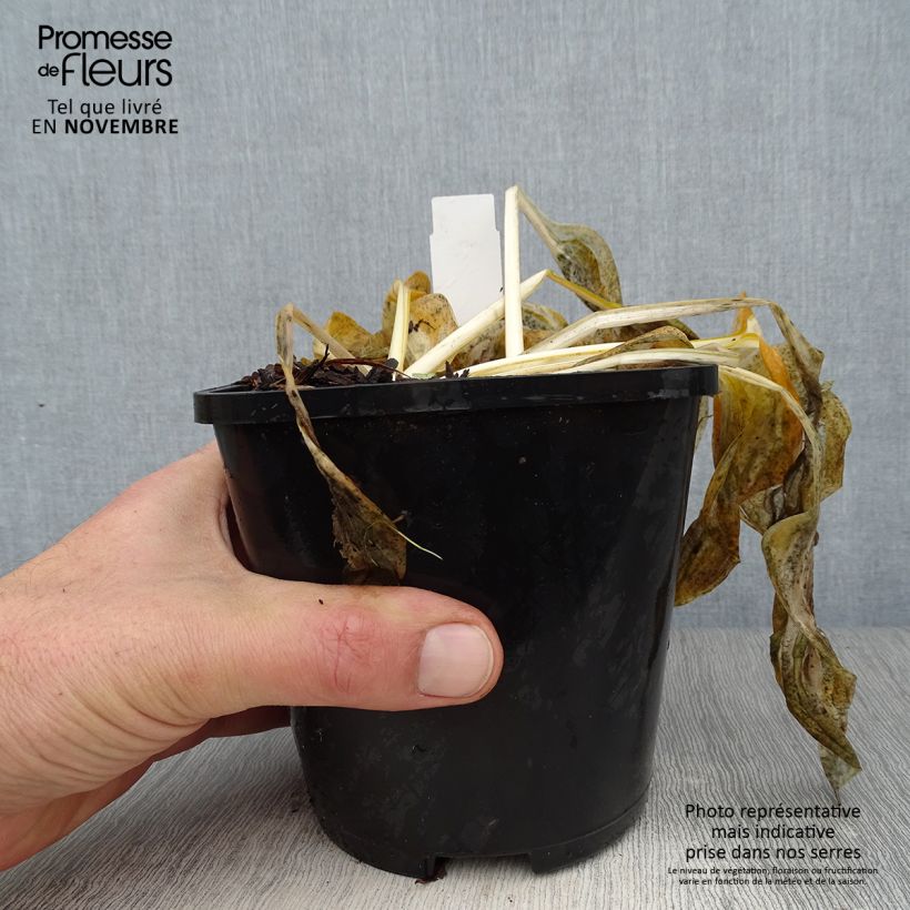 Ejemplar de Hosta Paul Revere Maceta 1,5L/2L entregado en otoño