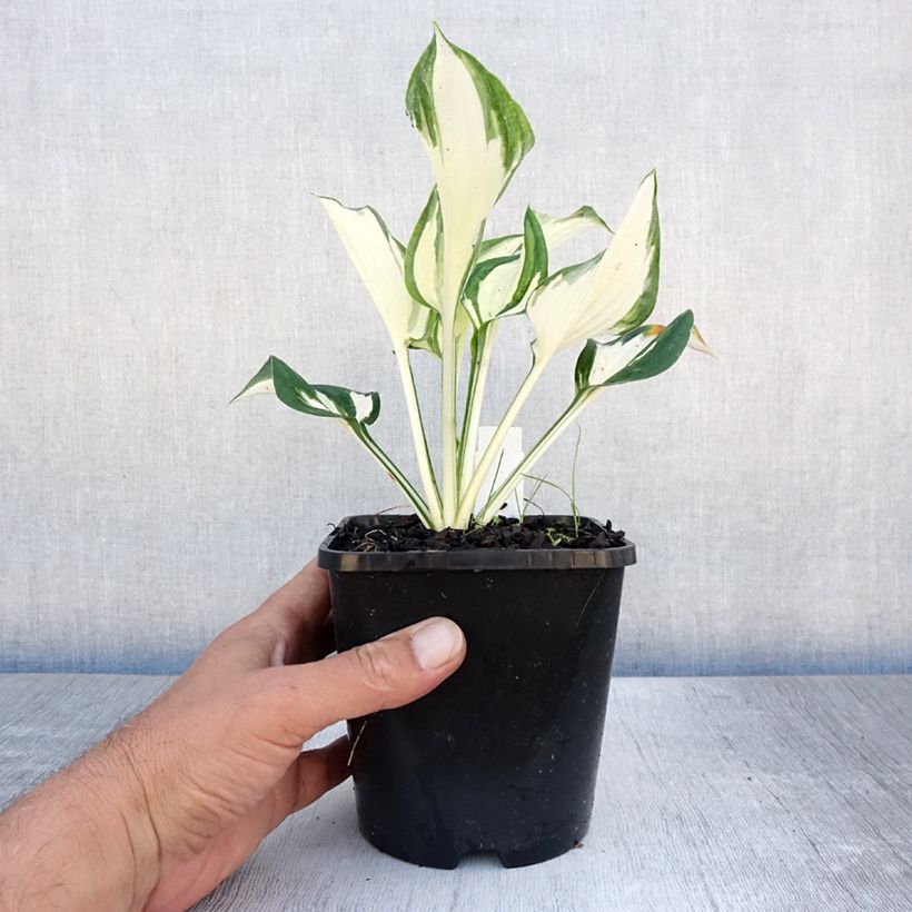 Ejemplar de Hosta Paul Revere Maceta 1,5L/2L entregado en verano