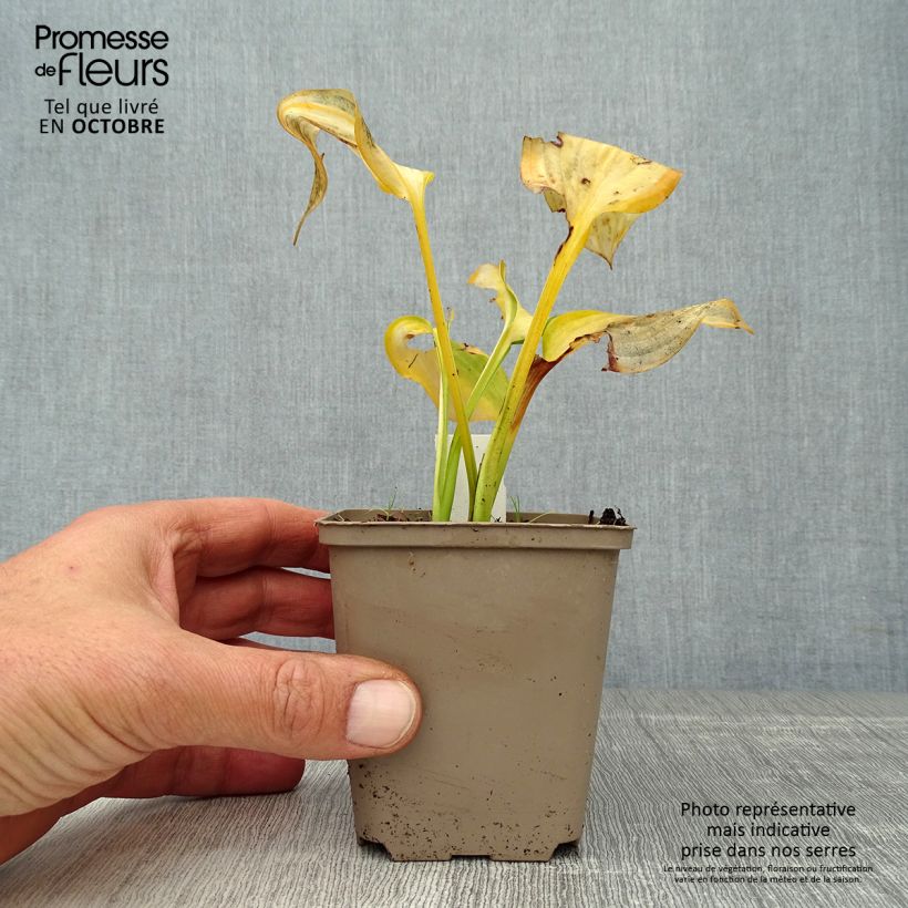 Ejemplar de Hosta Paul s Glory Maceta de 8/9 cm entregado en otoño