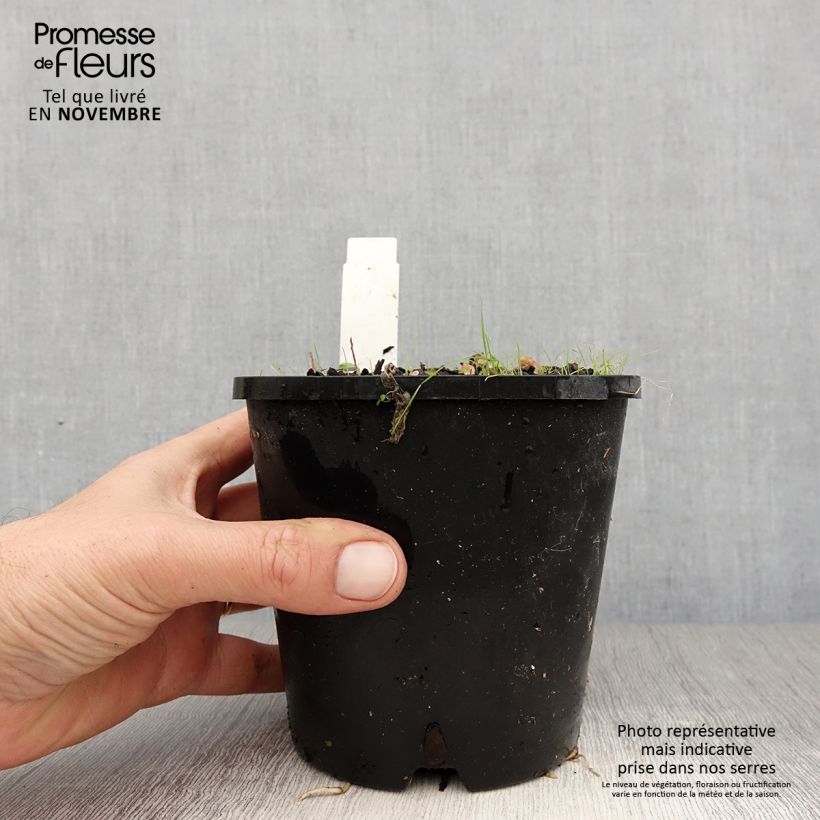 Ejemplar de Hosta Pin Up Maceta 1,5L/2L entregado en otoño