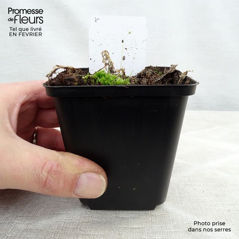 Hosta plantaginea grandiflora Maceta de 8/9 cm Ejemplar entregado en invierno