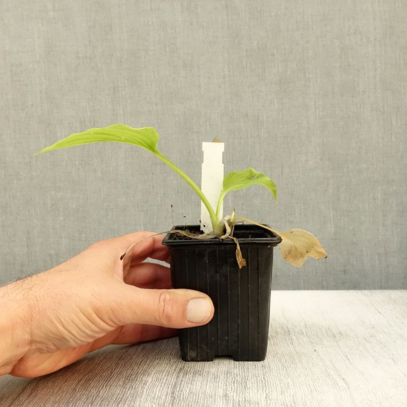 Ejemplar de Hosta plantaginea var. japonica Maceta de 8/9 cm entregado en otoño