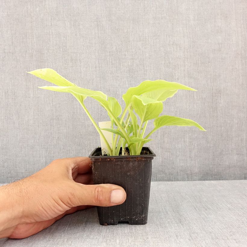 Ejemplar de Hosta plantaginea var. japonica Maceta de 8/9 cm entregado en verano