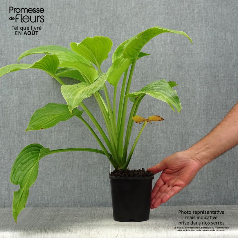 Ejemplar de Hosta plantaginea Venus - Pot de 1,5L/2L entregado en verano