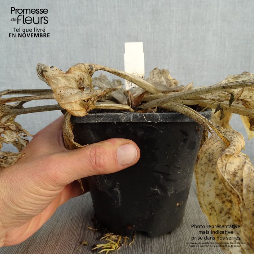 Ejemplar de Hosta Pocketfull of Sunshine Maceta 1,5L/2L entregado en otoño