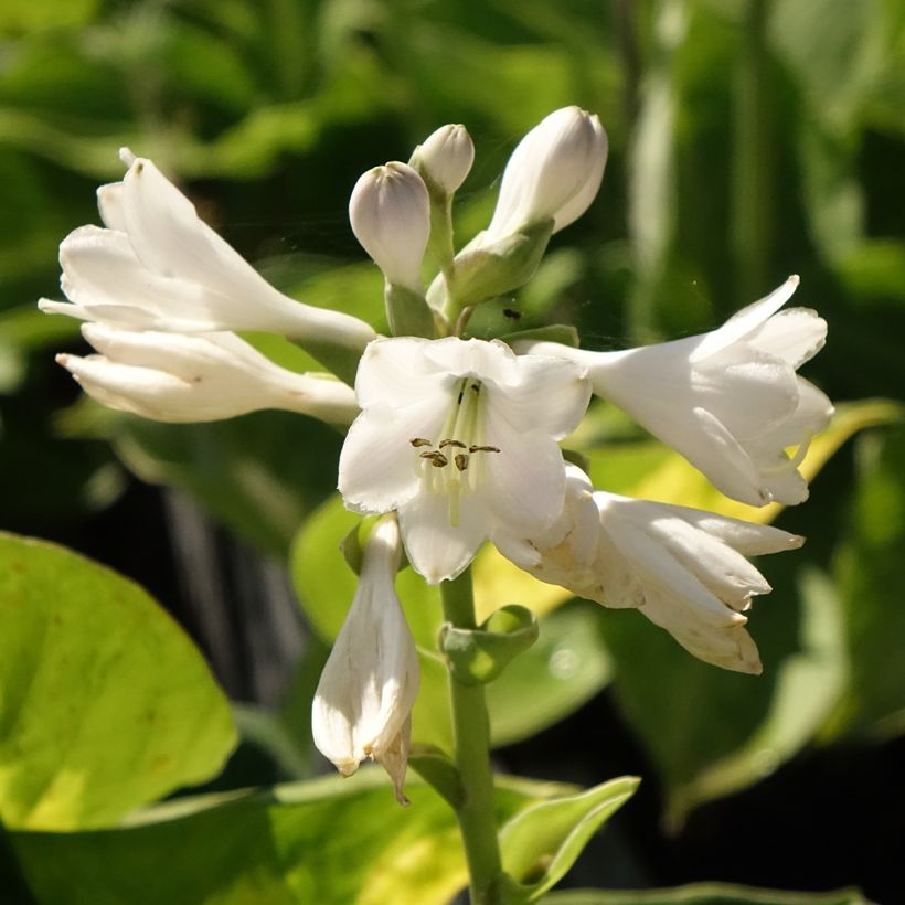 Hosta Pocketfull of Sunshine (Floración)
