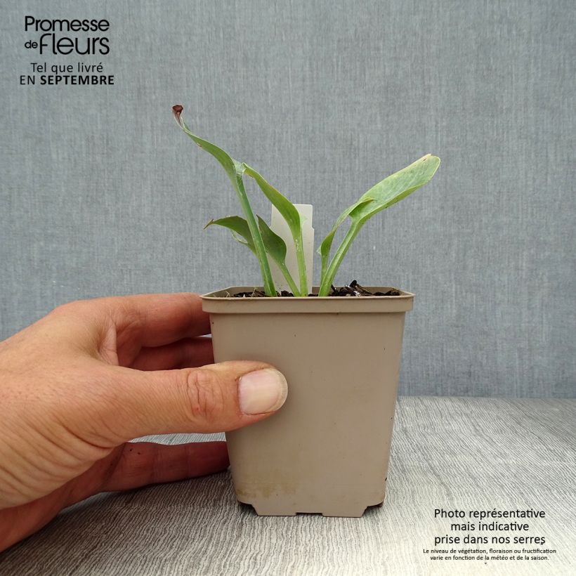 Ejemplar de Hosta Prairie Sky Maceta de 8/9 cm entregado en otoño