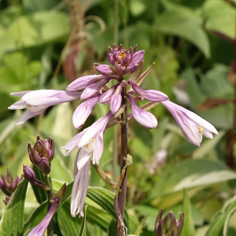 Hosta Praying Hands (Floración)