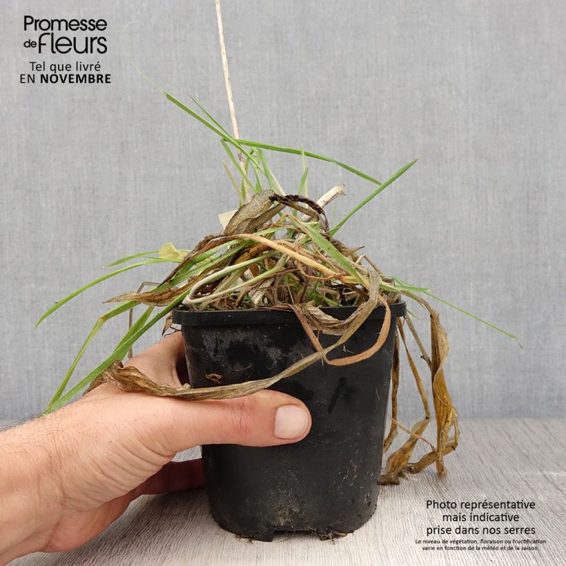 Ejemplar de Hosta Praying Hands Maceta 1,5L/2L entregado en otoño