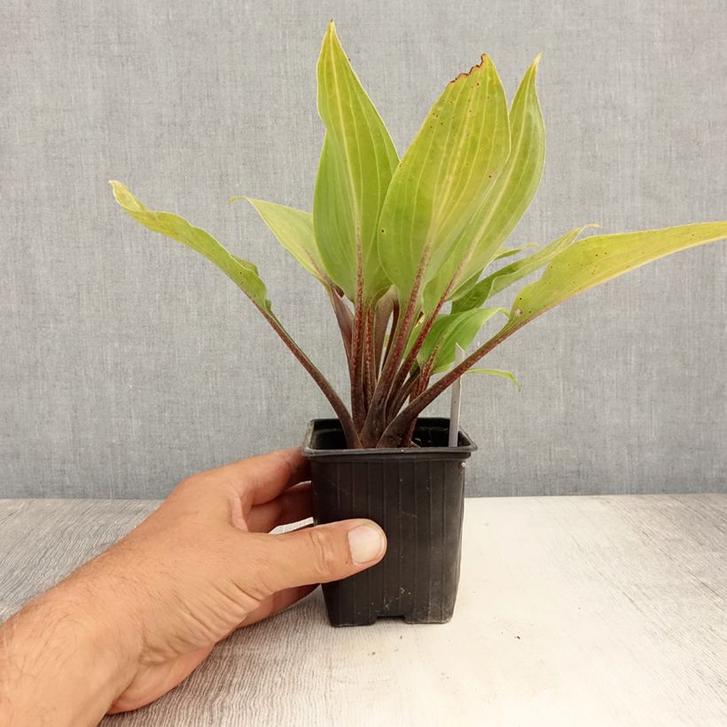 Ejemplar de Hosta Purple Heart Maceta de 8/9 cm entregado en verano
