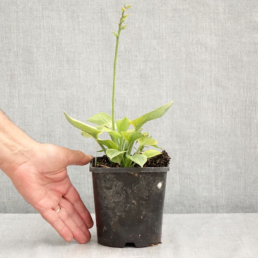 Ejemplar de Hosta Radiant Edger Maceta 1,5L/2L entregado en verano